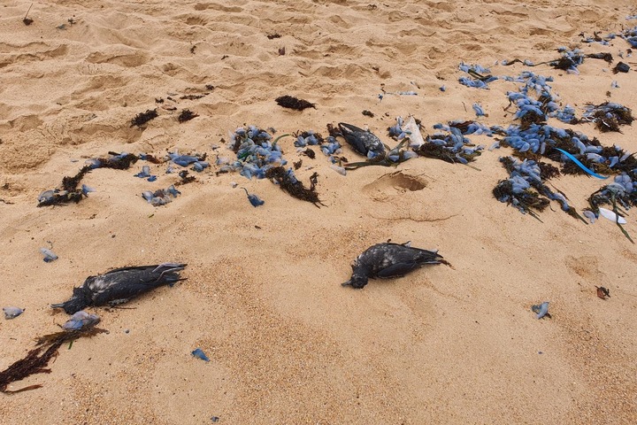 澳洲海灘驚見數千候鳥屍體　專家憂禽流感恐再掀風暴