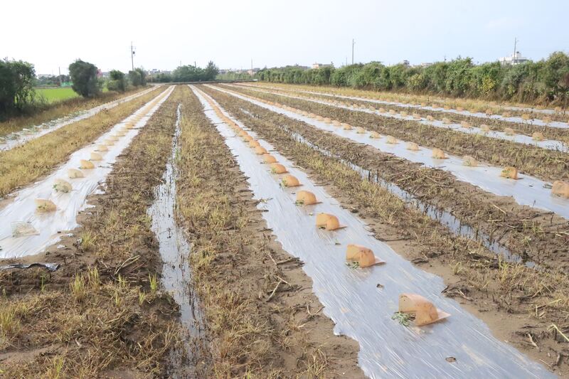 4月上旬豪雨農損逾2億　雲林最慘　竹苗也波及