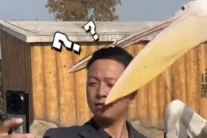 貪吃網紅　鵜鶘憨憨日常「什麼都想吞」　只為了「防禦」