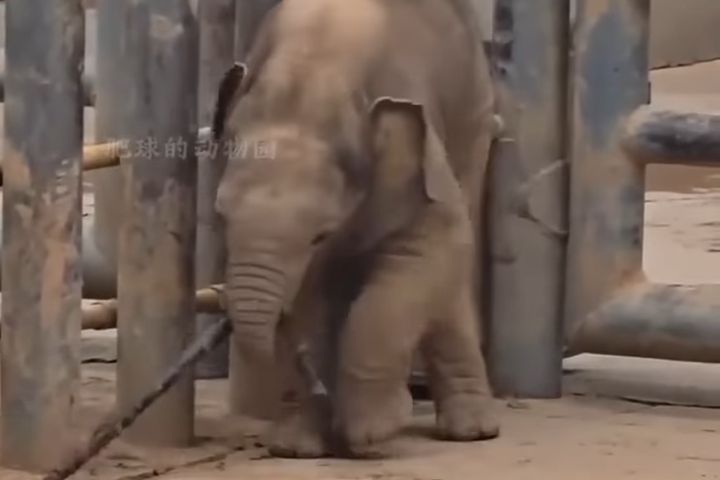 小象不但受到象媽媽「撒寬」的細心呵護,隔壁圈舍的「姨姨象」也相當寵牠。圖/取自小鋒動物世界影片