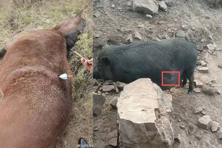 山西某牧場一匹馬遭無人機投射金屬箭射中(左),也有豬隻被射傷(右)。圖/取自窮苟莫追喵、中國慈善家雜誌微博