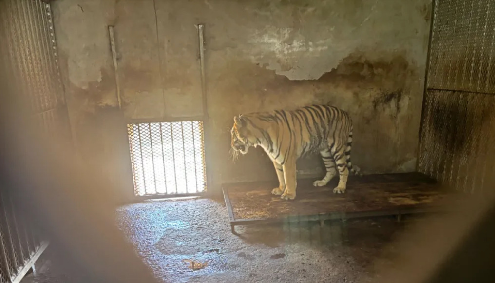 阜陽野生動物園，一隻東北虎長期被關在一間「小黑屋」裡。圖/截自現代快報