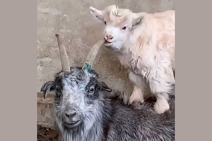 「沉浸式啃老」很科學！內蒙小羊把大羊角當磨牙棒