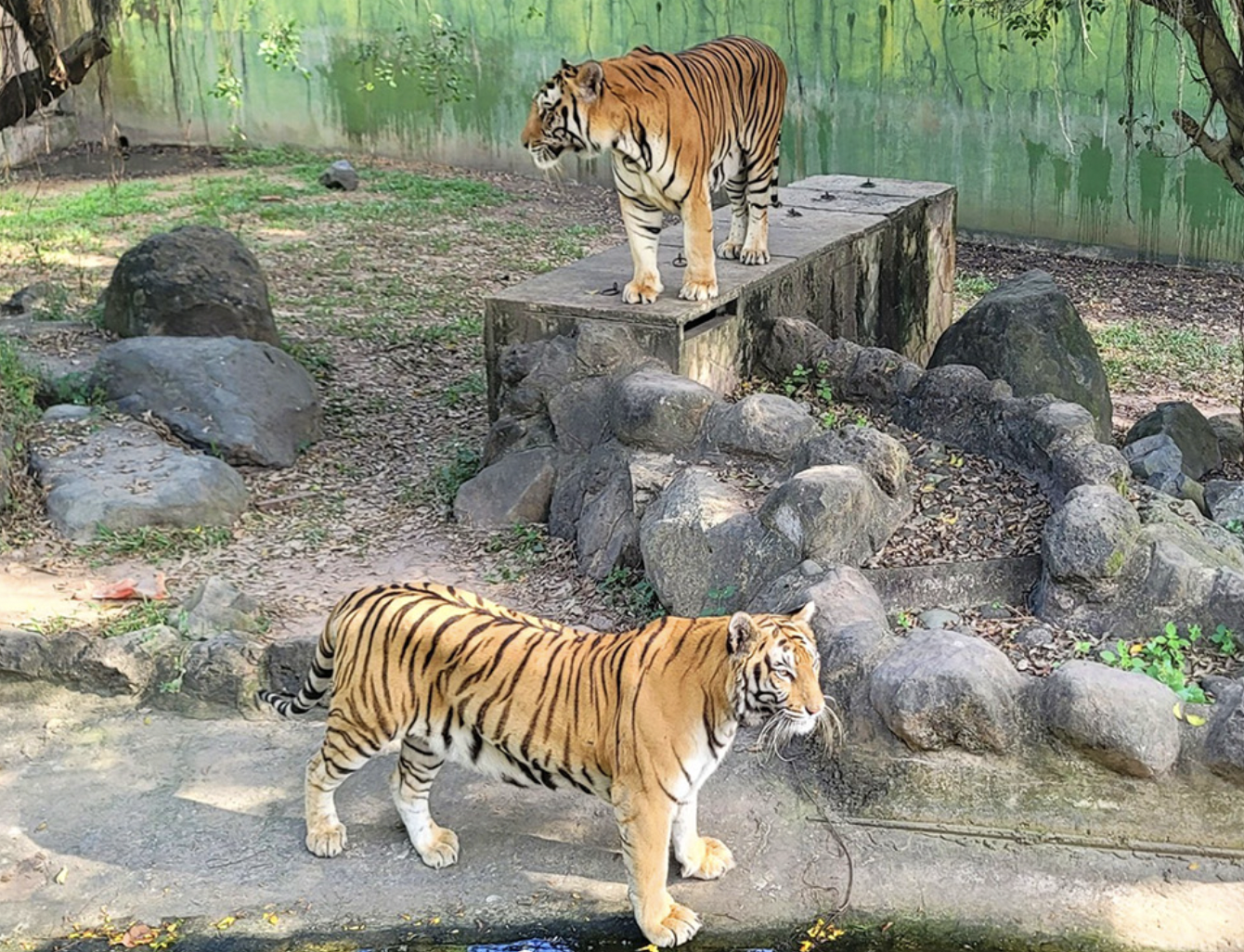 越南2所動物園，近期有高達47隻老虎因禽流感病毒死亡。示意圖。圖/取自Khu Du Lịch Sinh Thái Vườn Xoài 臉書