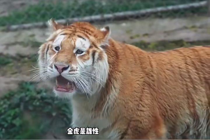 「金虎哥哥」總是張著嘴、露出大牙，看起來像是傻呼呼地笑著，被網友戲稱為「沒頭腦」。圖/取自中新社影片