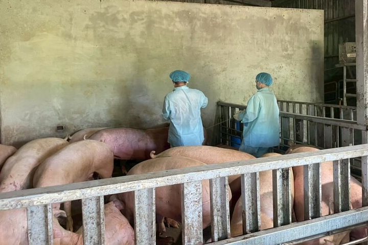 中央擬2027全面禁廚餘　豬農抵制　團膳業者叫苦連天 