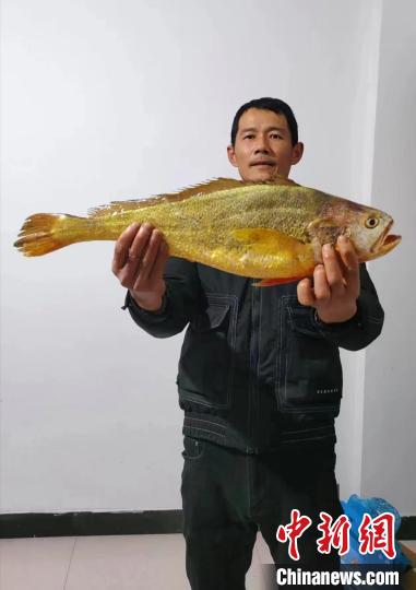 「天價」大黃魚？ 從趕海到養殖 如中國海鮮史濃縮版