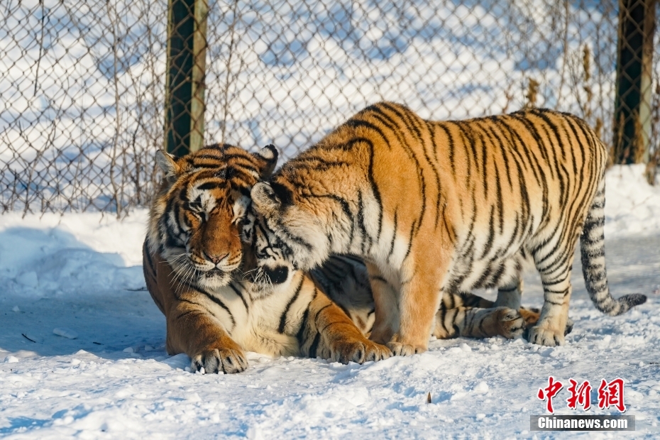 動物園中餵養的老虎卻幾乎不會投餵豬肉。圖為黑龍江東北虎林園的東北虎。取自中新社