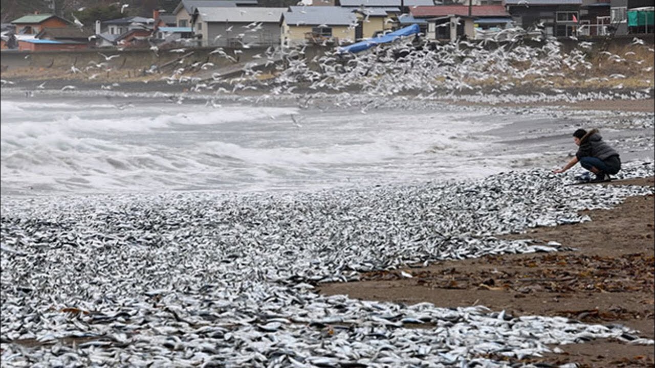 大量沙丁魚屍體被沖上函館市沙灘。圖/取自北海道新聞官方YouTube頻道