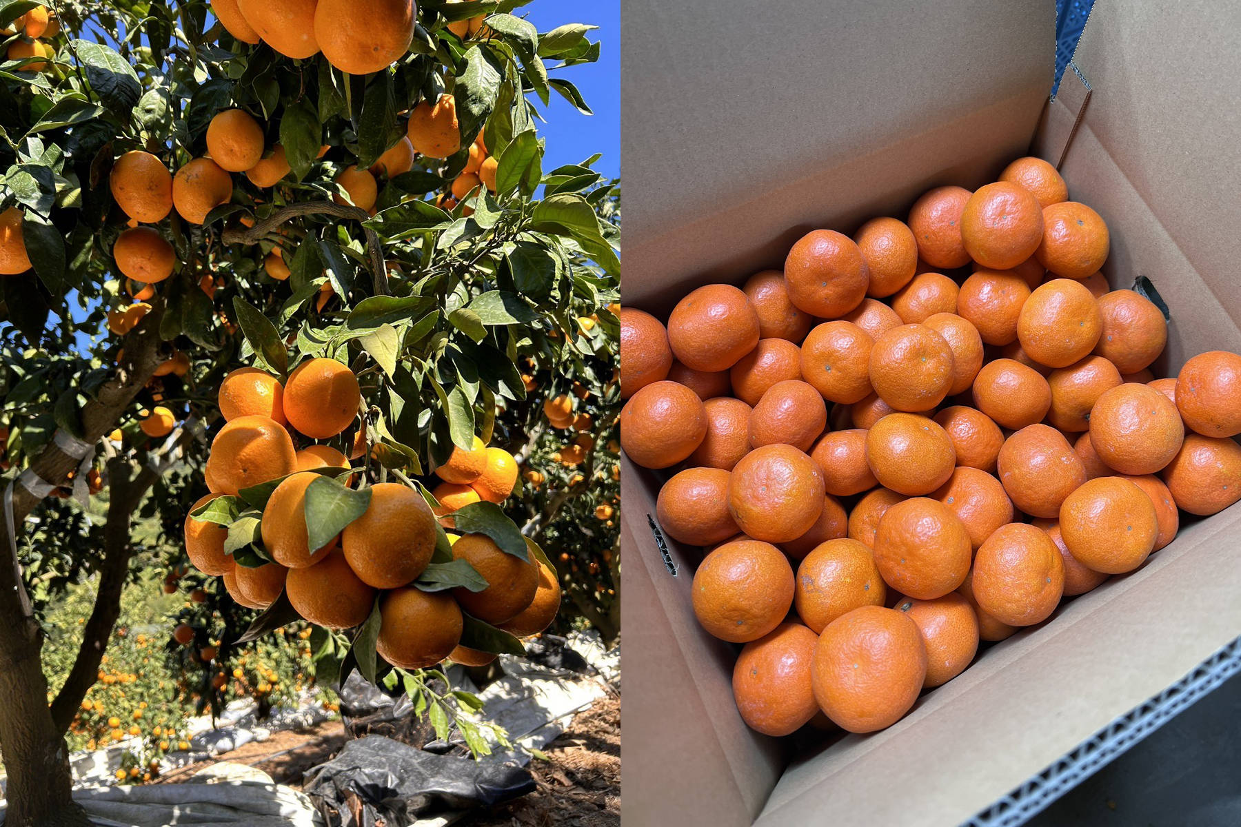 濟州島柑橘採收季人力不足，必須倚賴外籍移工。資料圖片/取自山本柑橘園官方《推特》