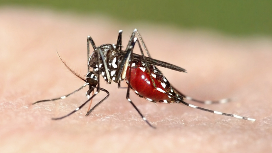 瘧疾由蚊子傳染，是我國第二類法定傳染病。資料圖片/取自IAEA官方《推特》