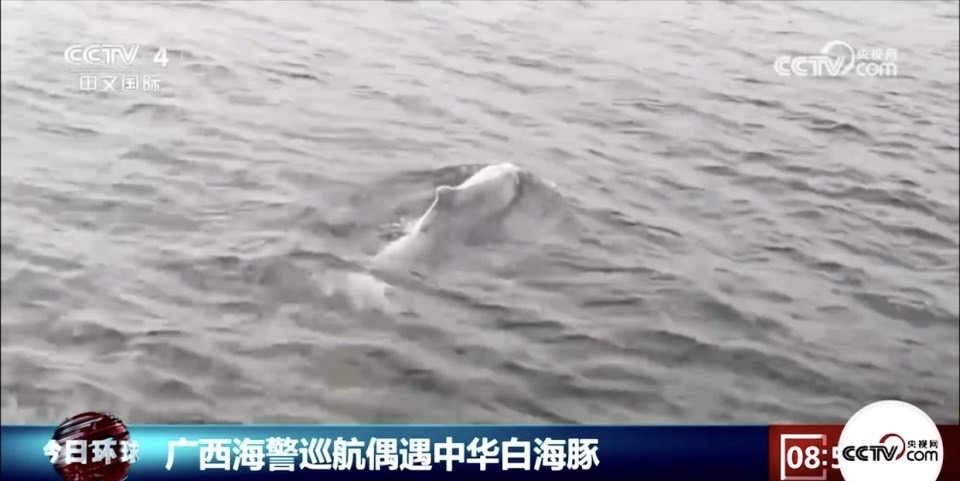 中華白海豚是大陸一級保護動物。圖/取自央視截圖