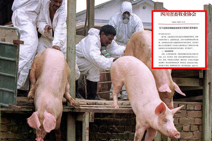 「形勢異常嚴峻」　中國北部爆發非洲豬瘟疫情
