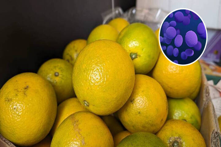 吃水果要先洗　國衛院在6種果皮驗出抗藥性熱帶念珠菌