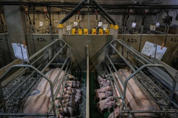 越南義安省非洲豬瘟疫情再度爆發　21天已撲殺8千頭豬隻