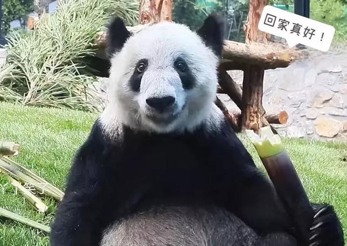 回國後的丫丫，經大熊貓中心悉心照料後，總算長胖了。圖／取自微博