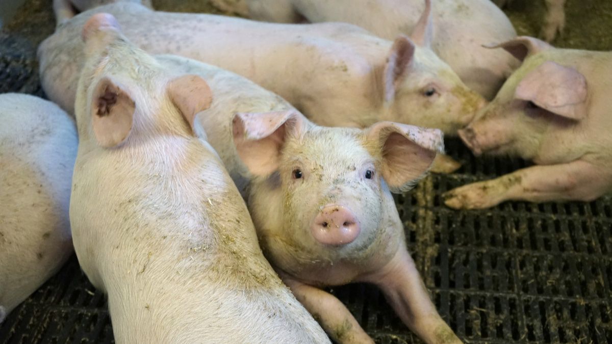 為了安全起見，驗出非洲豬瘟病毒的養殖場內所有豬隻都會被撲殺。圖/取自綠色和平組織官方《推特》