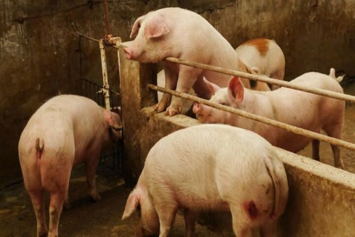 香港非洲豬瘟疫情持續延燒　2024開年已撲殺400豬隻