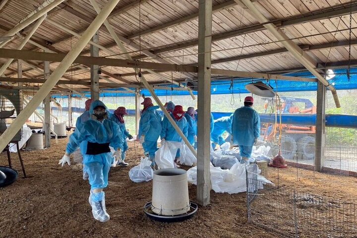 雲林養雞場爆發高病原性禽流感　撲殺逾1.8萬雞隻