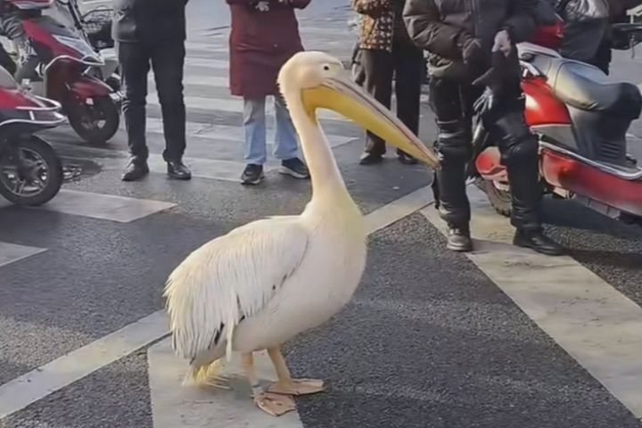 廣州鵜鶘「越獄」跑上大橋護欄「擺攤賣魚」 已被請回