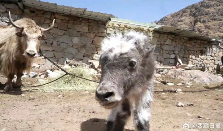 三隻牛犢體格健壯、毛色光亮，能夠正常站立與吮乳，母氂牛產後狀態穩定，整體健康狀況良好。圖/取自西藏日報微博