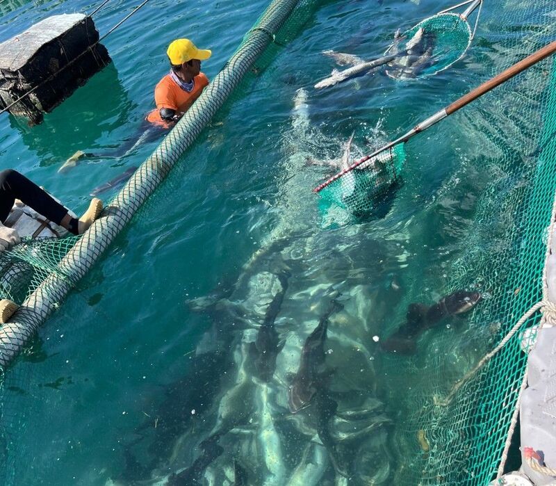 澎湖箱網養殖魚大量暴斃  疑吞食水母所致