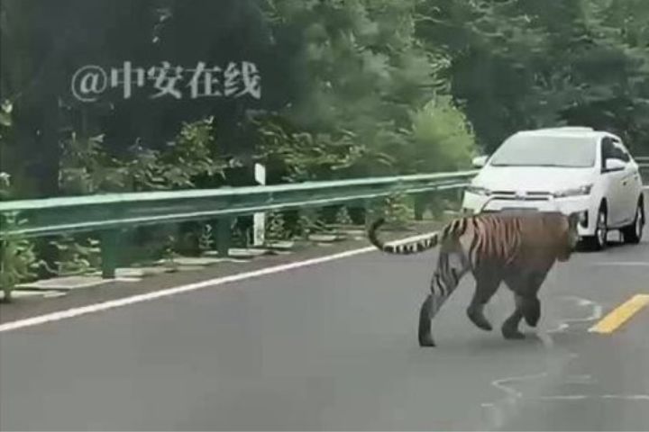 大陸東北地區野生動物活動頻繁。近日，多位遊客在吉林省琿春市境內連續目擊到野生東北虎現身。圖/取自中安在線微博影片