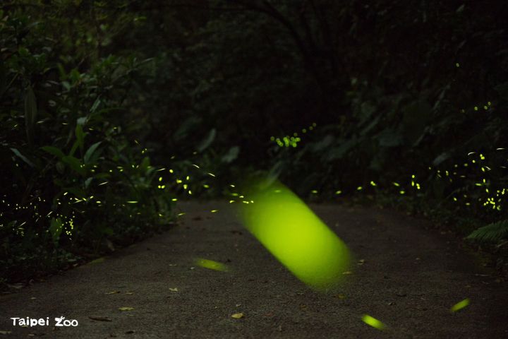 春季限定賞螢　北市動物園「螢光秘境體驗營」3/29網路報名