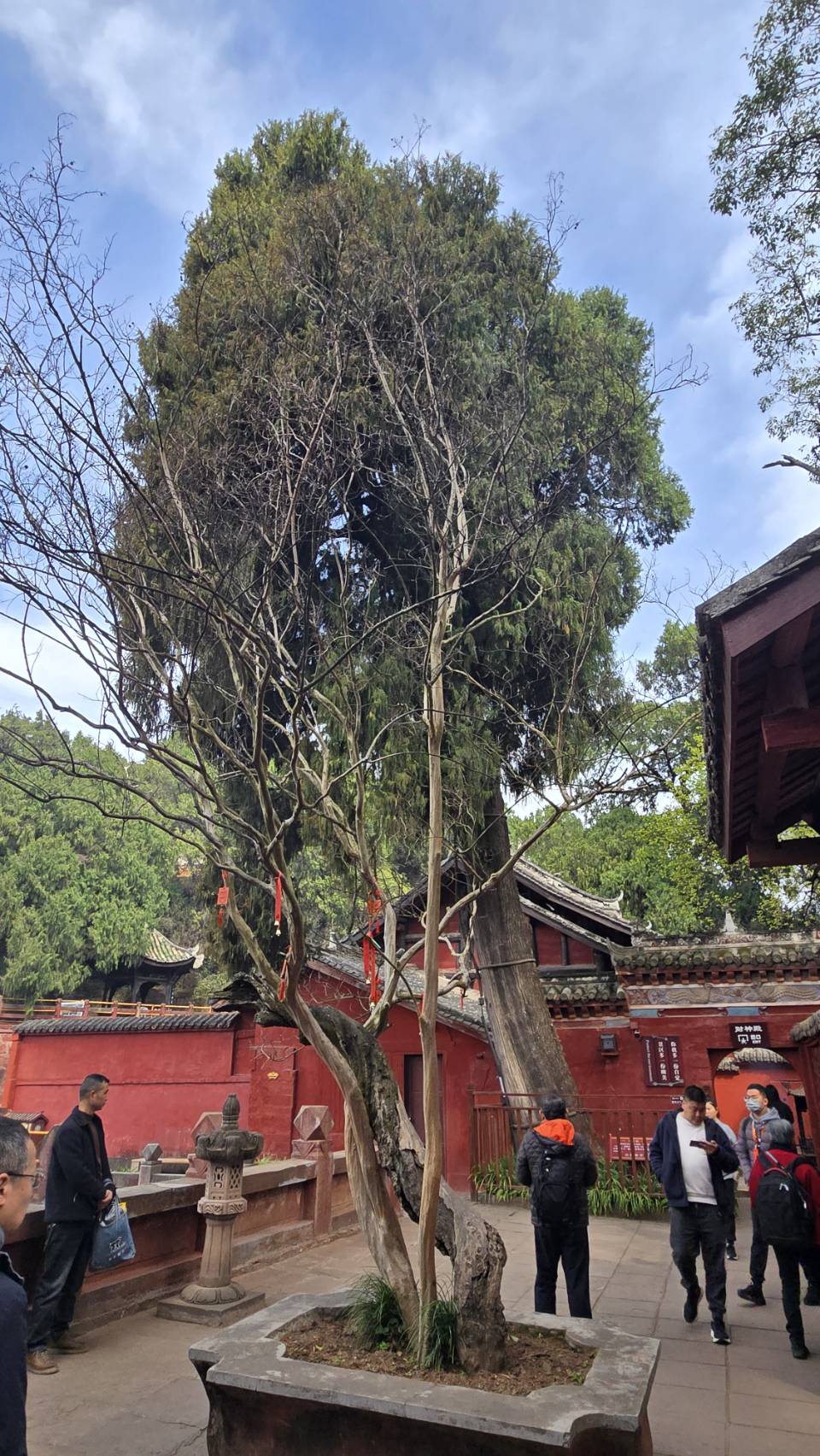 九曲山關帝廟內樹齡1800年的關公柏。圖/記者宋秉忠攝