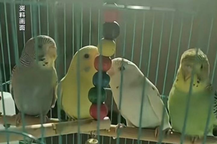 誰闖禍？買4隻鸚鵡死3隻　安徽一家四口全住院急救　