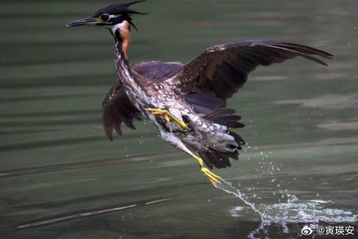 海南鳽屬典型夜行性鳥類，白天多棲息於原始森林高樹枝葉間，入夜後才會低空飛行於溪流、濕地周邊，捕食魚類。圖/取自寅瑛安微博