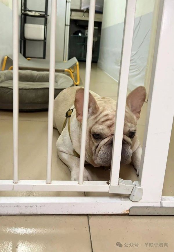    廣州網紅法鬥犬「小白」，近日因疑遭網路毒狗集團盯上而被迫停止外出。圖/取自羊城記者幫公眾號