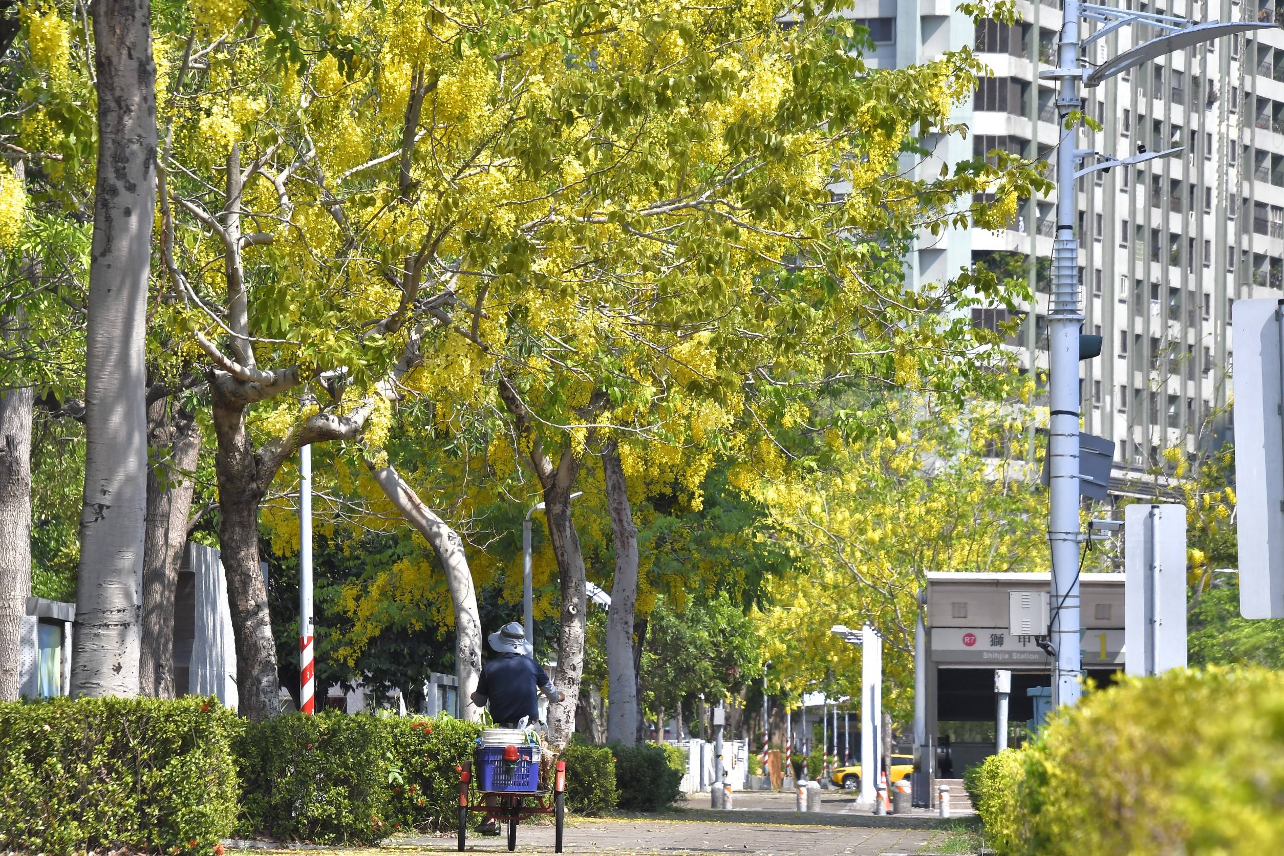 現在已進入阿勃勒的盛花期，高雄街頭隨處可見垂墜開綻的金花色花朵。圖/取自高雄市政府網站