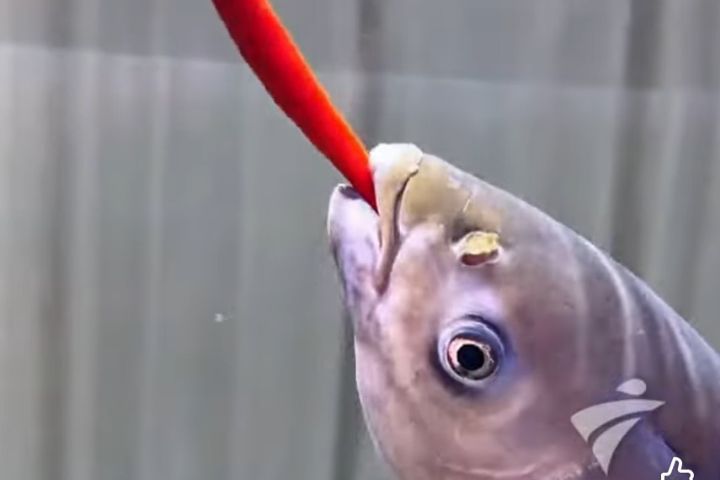 提前加料？湖南養殖戶餵魚吃辣椒：追著吃、長得更肥