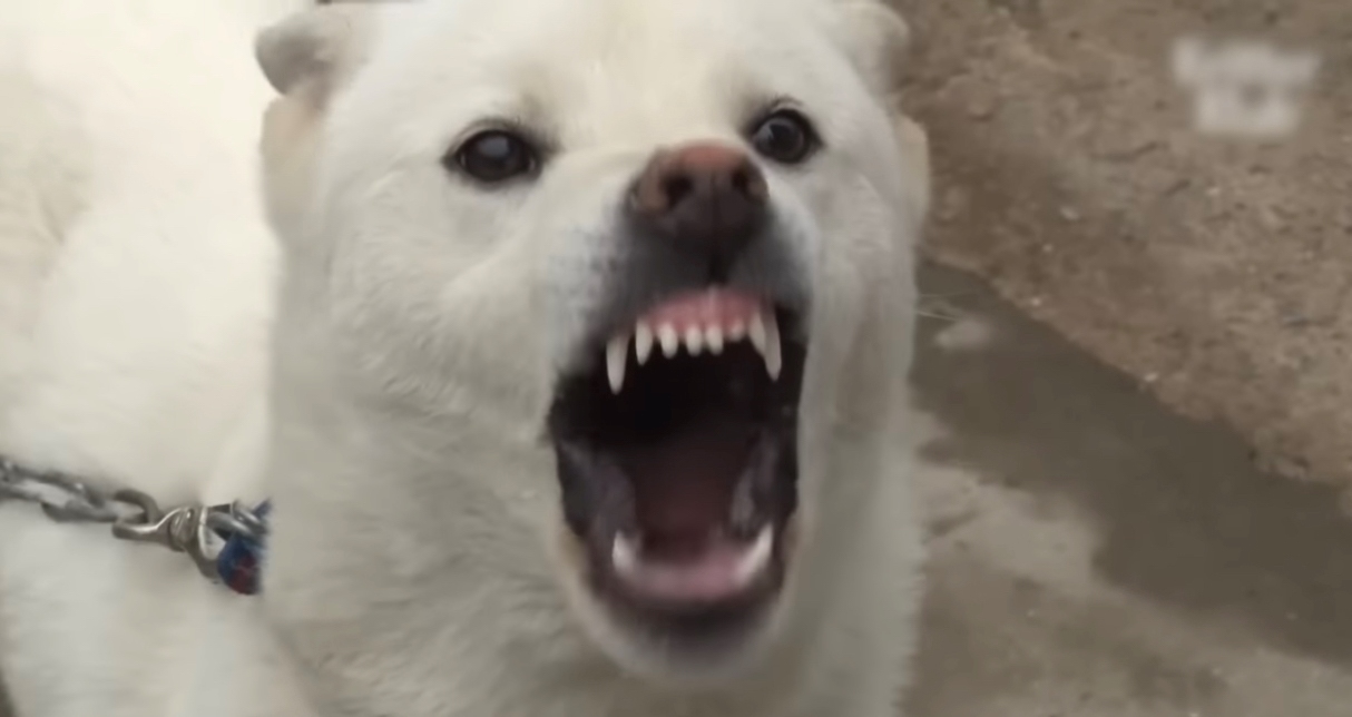 如果真的生氣了，狗狗會露出牙齒低吼示威。圖/截自真香電影YouTube