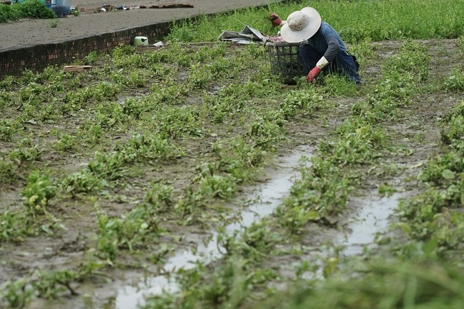 南部豪雨農損近1.5億元　嘉縣最慘 