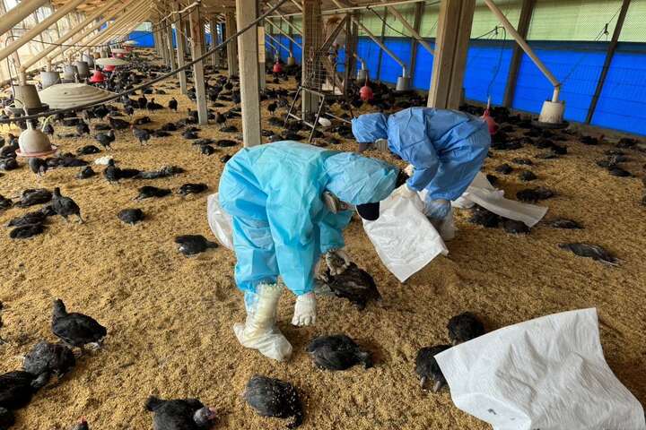 雲林再爆禽流感疫情撲殺1.1萬土雞　今年已撲殺14座養禽場