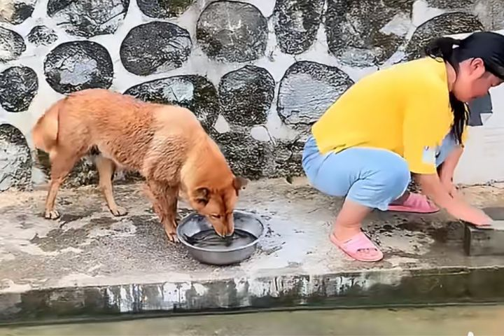 大黃狗偷叼活魚回河中放生　網友直呼：牠比人還善良
