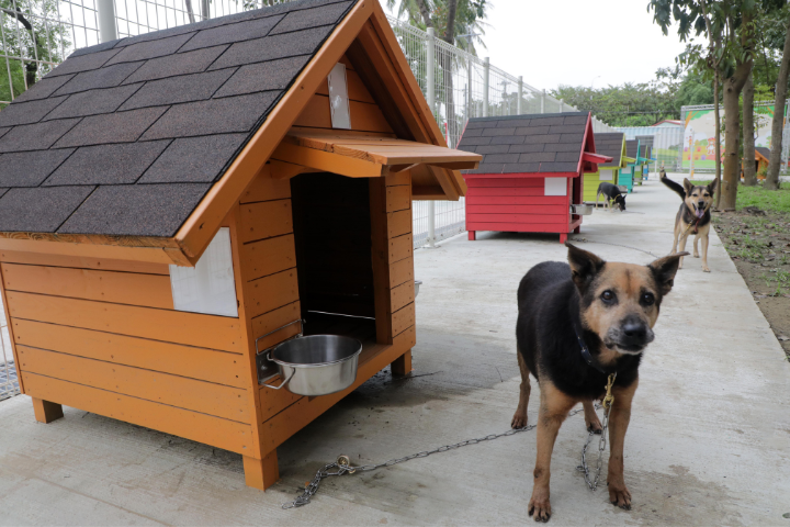 遊蕩犬數量全台第一！台南動保處、地方促設「暫置區」　網嘆：廢安樂死後遺症