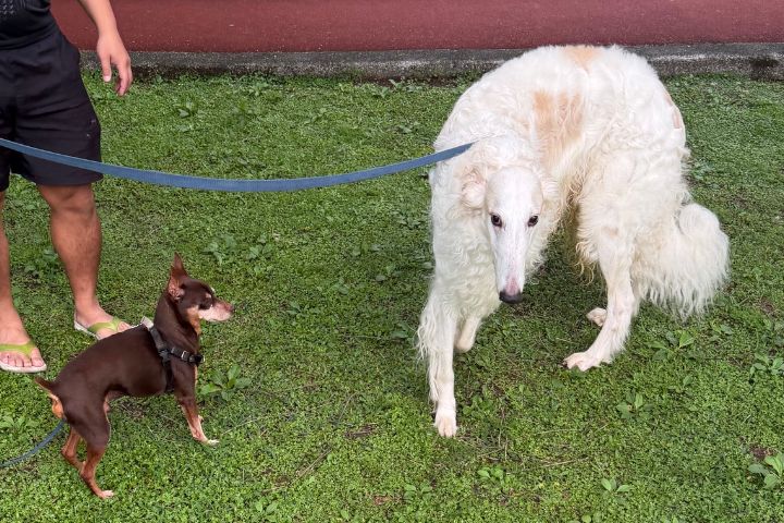 俄羅斯獵狼犬細長尖嘴與貴族般的頭部輪廓,更讓牠們在眾多犬種中辨識度極高。圖/記者楊俊斌攝