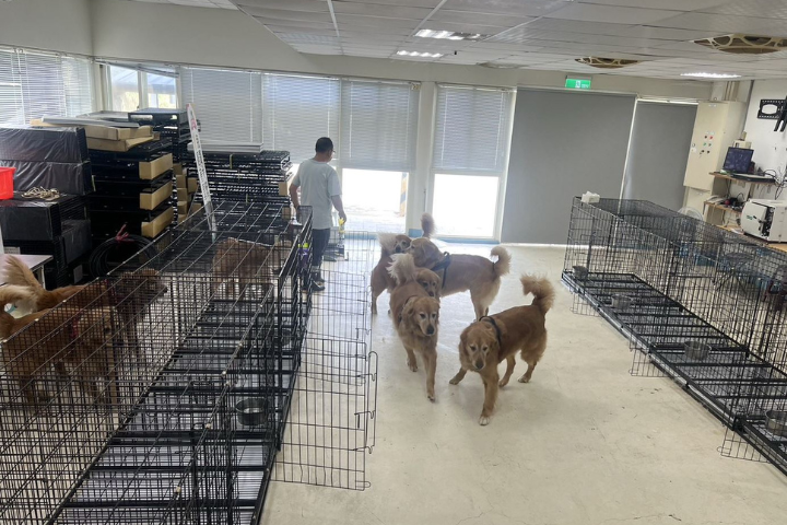 苗栗「獵犬不打獵」10受虐狗歸還施暴飼主！鍾東錦：沒入他會興訟
