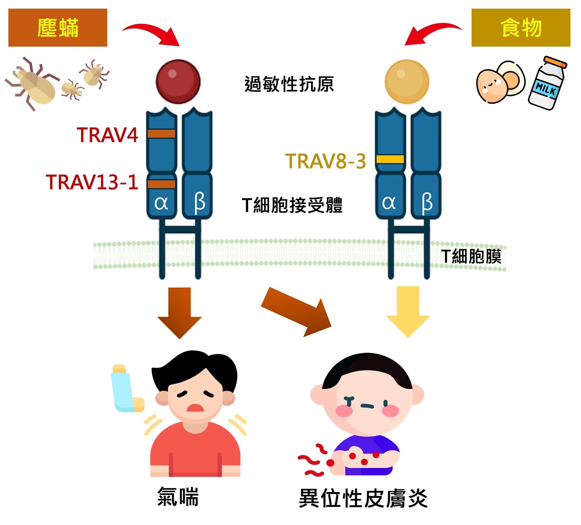 邱志勇醫師的研究團隊，利用次世代基因定序(NGS) 揭開兒童過敏反應的基因密碼 圖/邱志勇醫師提供