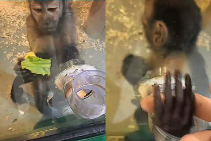小猴子「反向投餵」遊客！東張西望遞蘋果　怕被飼養員抓到？