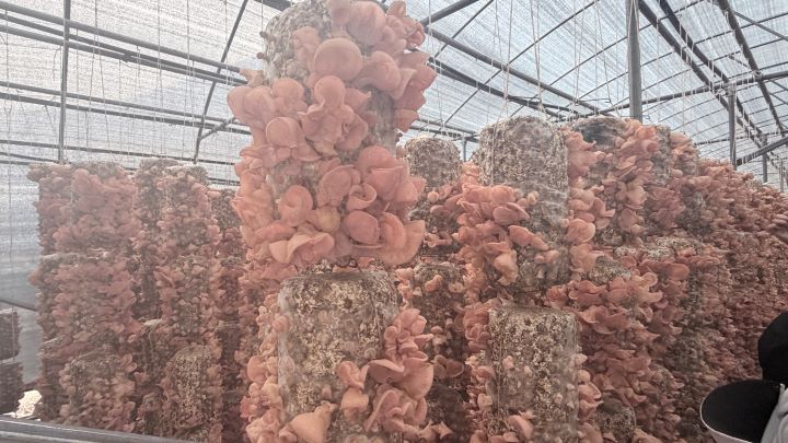    文縣木耳產業園，建構出從菌棒生產、菌種培育、標準化栽培到加工利用的完整產業鏈。圖/記者陳素貞攝