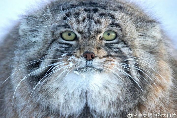 跟媽媽走散了？「炸毛呆萌猫」兔猻躲進內蒙施工中