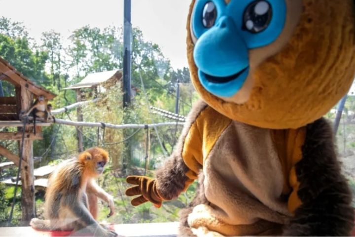 自上海野生動物園的金絲猴,亮相法國博瓦勒動物園圖。圖/取自中新社