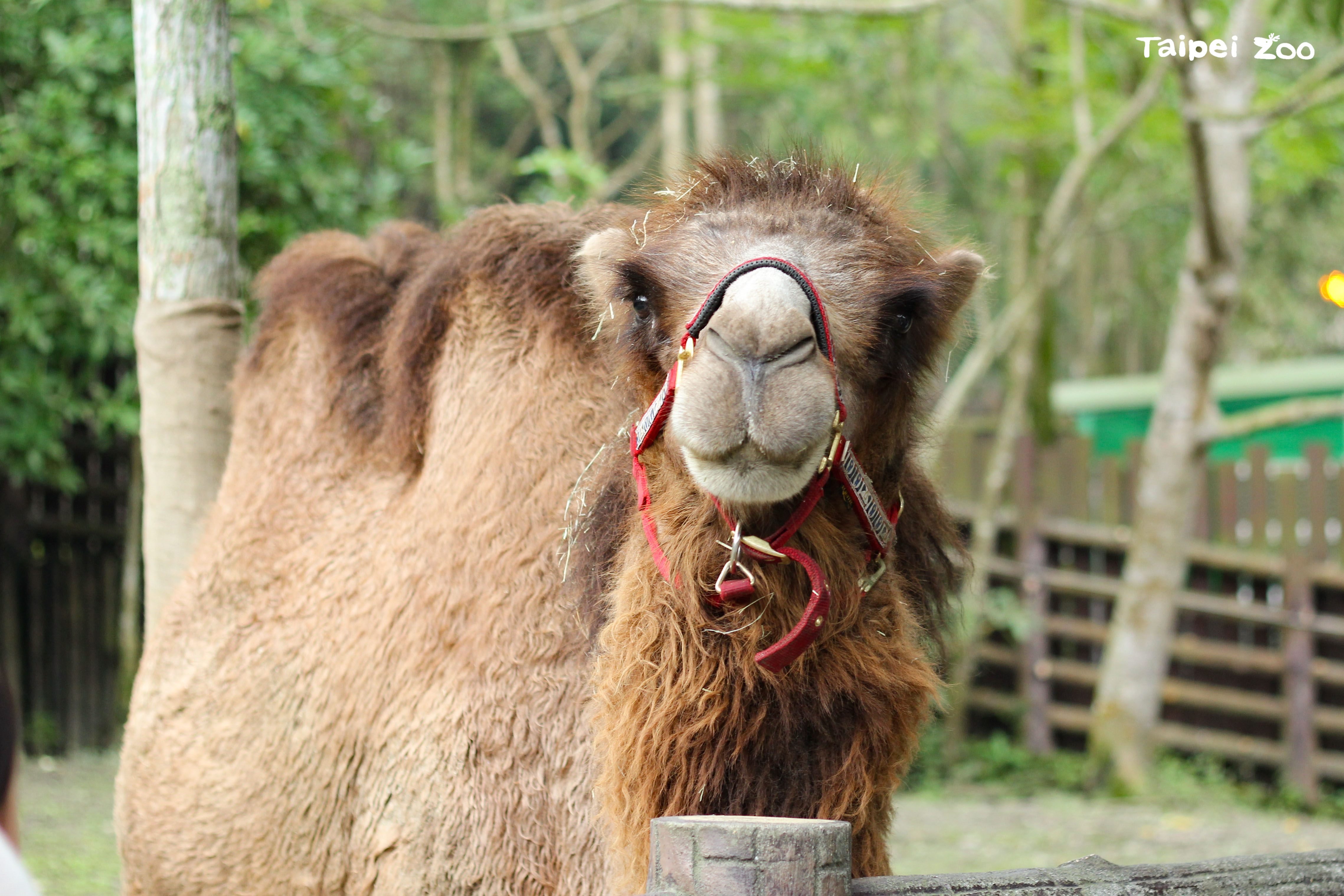 台北市動物園動物22日舉辦慰靈祭，替雙峰駱駝「煙雨」祈福。圖/台北市立動物園提供