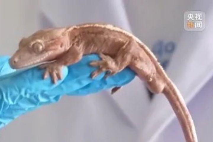大陸超1700萬人飼養「異寵」 狂熱的寵愛藏著生態隱憂