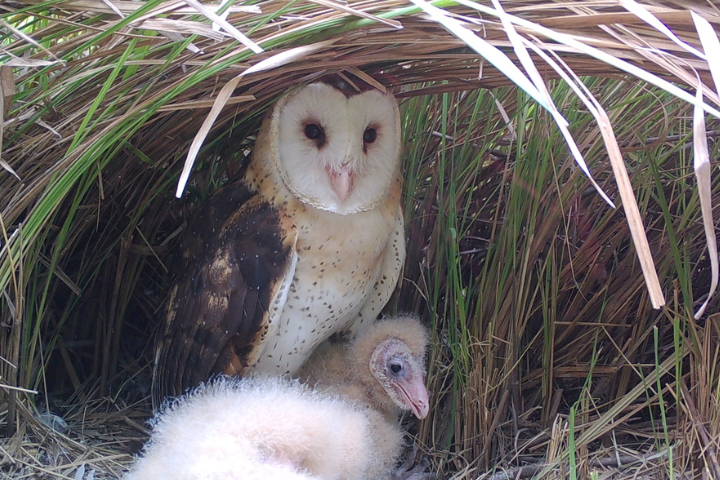 瀕危草鴞危機未解除！南市府暫撤沙崙「農地變更」案　環團：恐再闖關