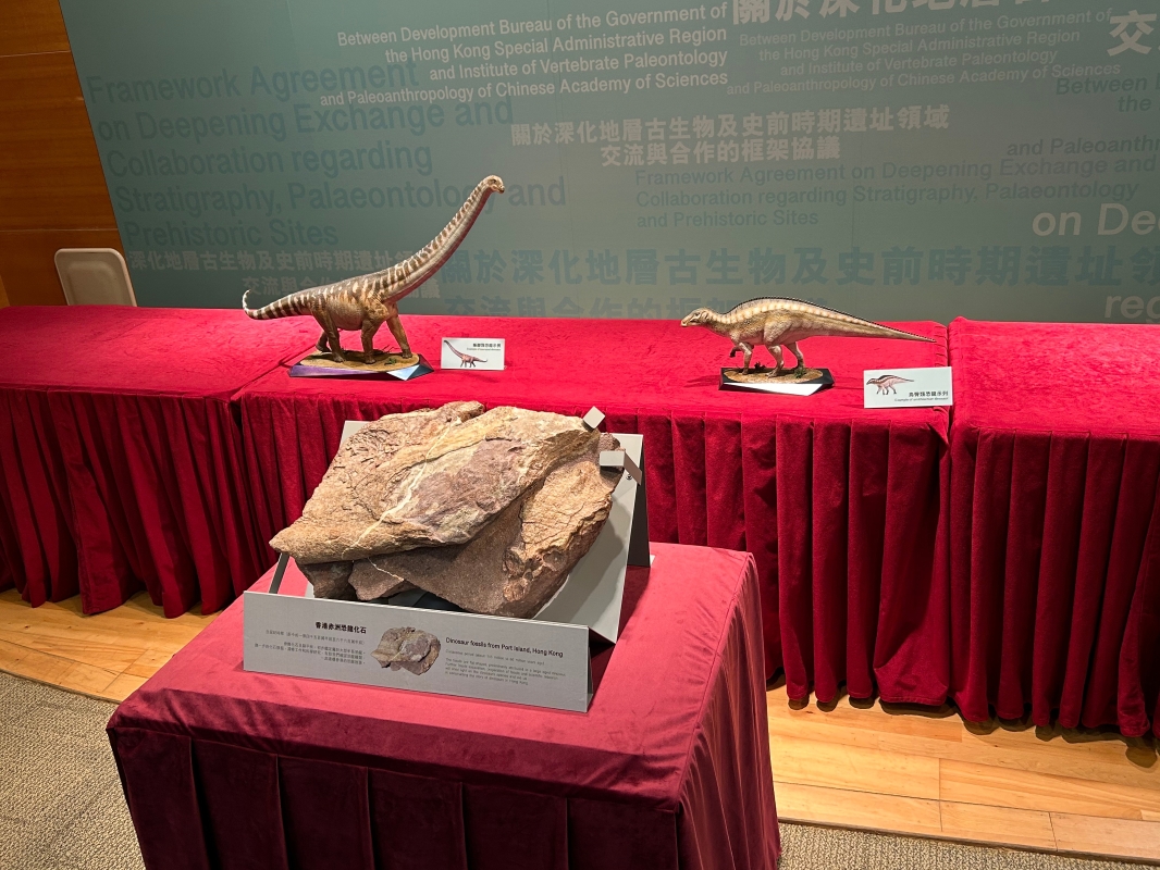 香港首次發現的恐龍骨骼化石，25日起在香港文物探知館免費展出。圖/取自香港中通社